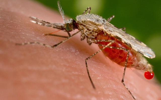 Quyết định gây sửng sốt: Không phải Covid-19, CDC tuyên bố con muỗi mới là câu chuyện tâm điểm về sức khỏe toàn cầu