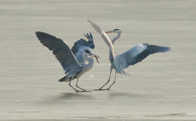 7 ngày qua ảnh: Chim diệc kiếm ăn trên mặt nước đóng băng ở Trung Quốc