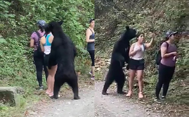 Hy hữu: Gặp nhóm nữ du khách đi bộ trong rừng, gấu đen tiến đến 'sàm sỡ'