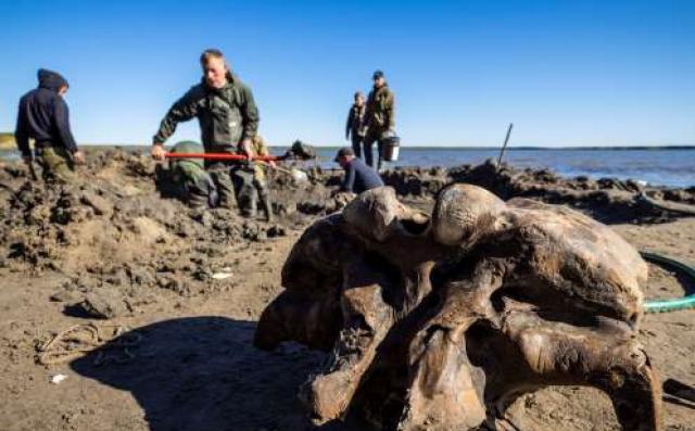 Băng tan tại Bắc Cực để lộ hài cốt voi ma mút niên đại 10.000 năm tuổi