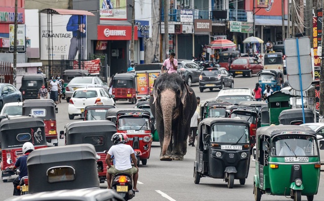 24h qua ảnh: Quản tượng cưỡi voi giữa đường phố đông đúc