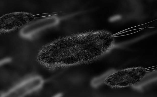 Hơn 140.000 loài virus đang sống trong ruột người, một nửa số này chưa từng được biết đến trước đây
