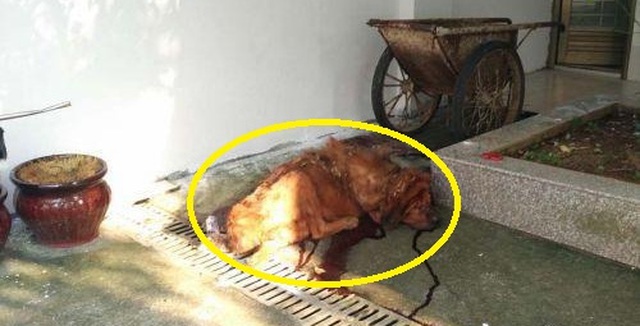 Chó ngao Tây Tạng ăn không đủ no, cắn chủ nhân thập tử nhất sinh