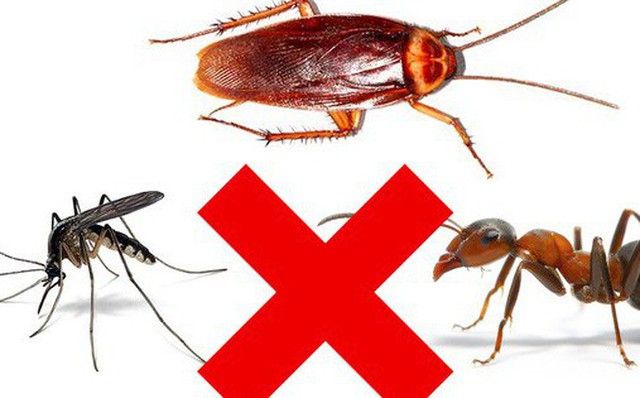 Mách bạn 3 mẹo an toàn giúp bạn trừ khử mấy con côn trùng đáng ghét Mách bạn 3 mẹo an toàn giúp bạn trừ khử mấy con côn trùng đáng ghét