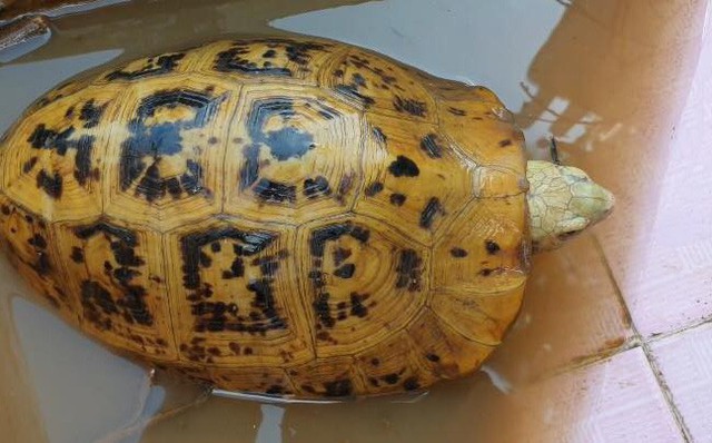 Người dân bắt được rùa có màu vàng lạ ở Bình Dương - Ảnh 1.