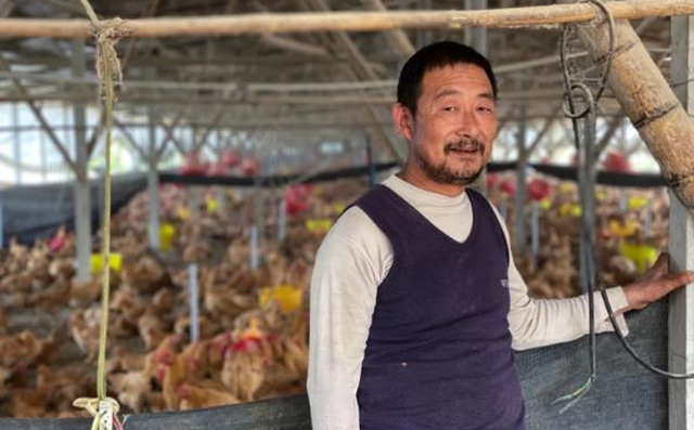Lợn chết chuyển sang nuôi gà, nông dân Trung Quốc vẫn 'méo mặt' vì thua lỗ