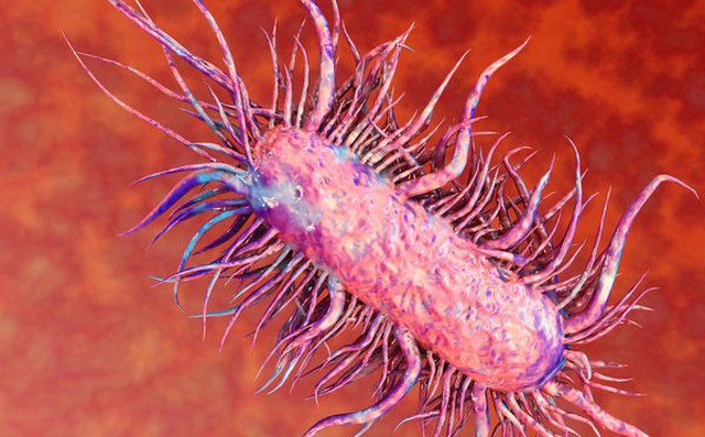 Vi khuẩn Whitmore có phải vi khuẩn "ăn thịt người"? Ai có nguy cơ mắc?