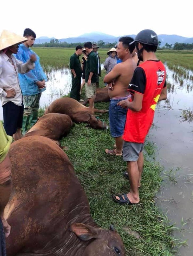 Sét đánh 1 người đàn ông nguy kịch và chết đàn bò 6 con ngoài đồng - Ảnh 1.