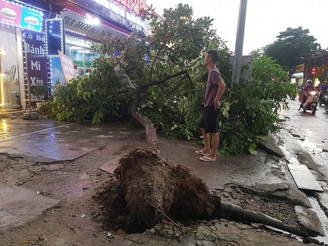 Cây bật gốc đè chết người trong mưa giông: “Phải loại bỏ những cây quá già chứ không thể giữ vĩnh cửu” - Ảnh 4.